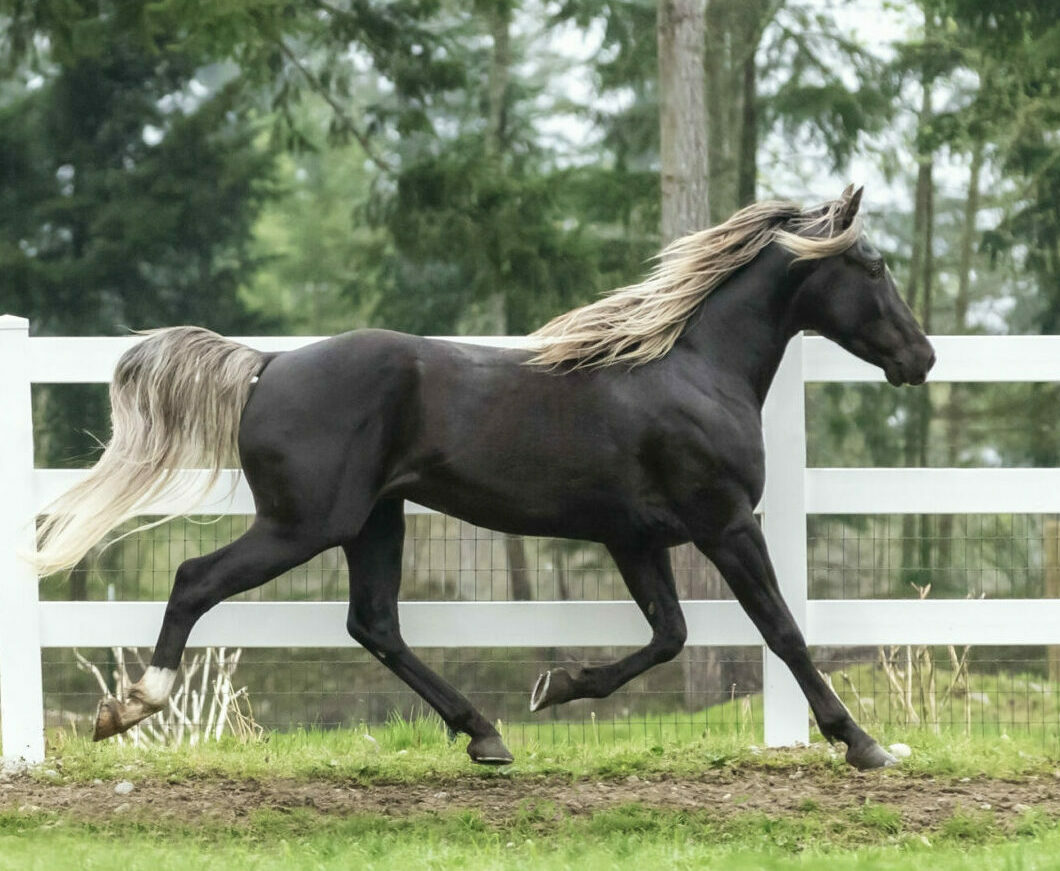 Kentucky Mountain Horses (Mountain Pleasure Horses)